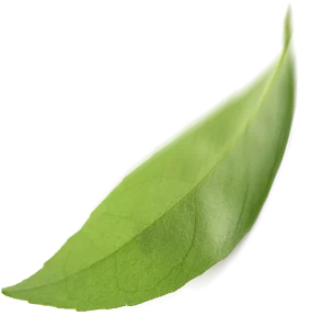 Leaf 2